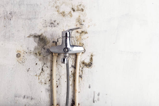 Best Toxic Mold Removal  in Newport, KY