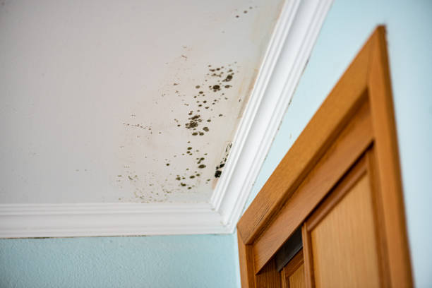 Mold Testing and Removal in Newport, KY