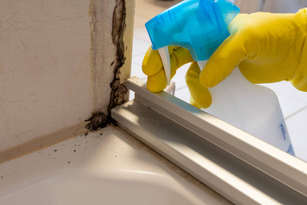 Professional Mold Removal in Newport, KY