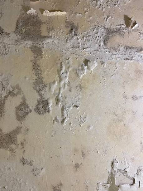 Best Black Mold Removal  in Newport, KY
