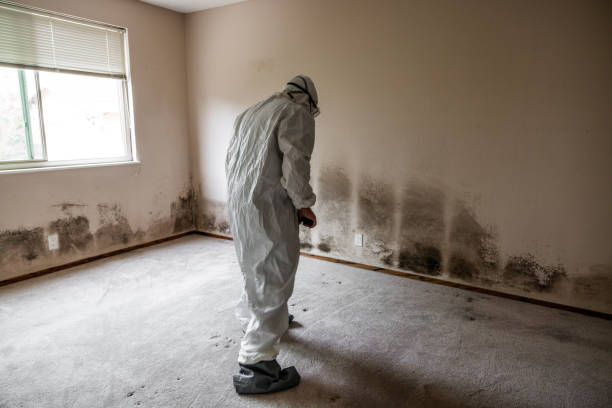 Best Emergency Mold Removal  in Newport, KY