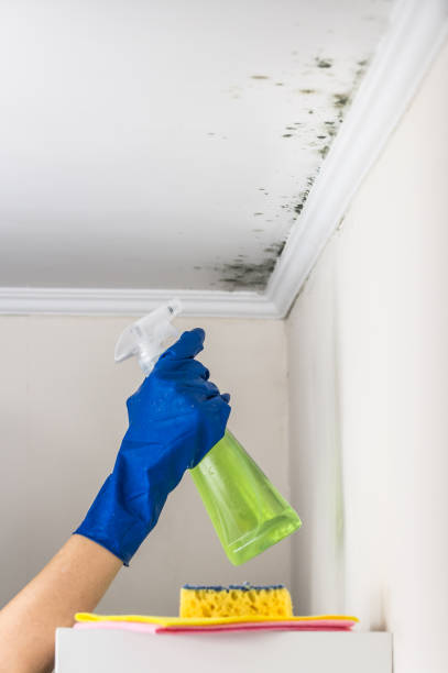 Best Mold Damage Repair  in Newport, KY